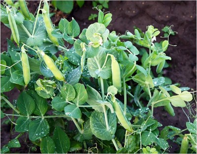 VibeX VXI-36 - Little Marvel Sweet Bush Peas - (100 Seeds) Seed(100 per packet)