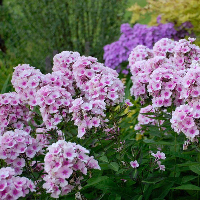 Aywal Phlox Mixed Color F1 Hybrid Seed(80 per packet)