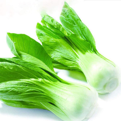 CYBEXIS High Germination White Cabbage Seeds2000 Seeds Seed(2000 per packet)