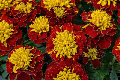 KNESSiN Marigold Tagetes Dwarf French Boy Spry[400 Seeds] Seed(400 per packet)