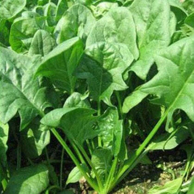 Flipkart SmartBuy Palak Spinach Seed(40 per packet)