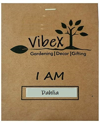 LPR DAHLIA Seed(10 per packet)
