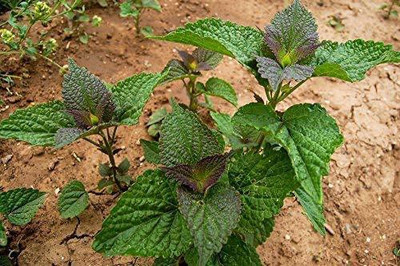CYBEXIS KGF -88 - Anise Hyssop (Agastache foeniculum) - (1350 Seeds) Seed(1350 per packet)