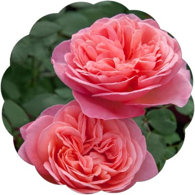 Qualtivate GBPT-9A Hybrid Tea Pink Rose Seeds Seed(25 per packet)