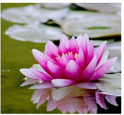 CYBEXIS PAU-28 - Mixed Color Water Lily - (90 Seeds) Seed(90 per packet)