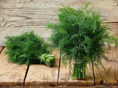 CYBEXIS NDIR-68 - Mushroom's Dill Non GMO - (750 Seeds) Seed(750 per packet)
