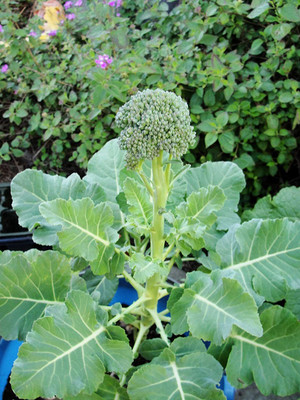VibeX ® VLR-411 Seeds of Broccoli DiCicco Seed(200 per packet)