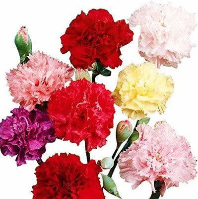 CYBEXIS Heirloom Quality Carnation Chabaud Mix Seeds Seed(50 per packet)