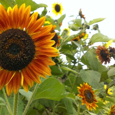 Biosnyg Sunflower Flower - Pro Cut Series F1 - Bi-Color[100 Seeds] Seed(100 per packet)
