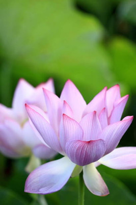 Urancia lotus,kamal gatta Seed(10 per packet)