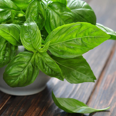 WILLVINE NBIR-31 Nufar F1 Basil Seeds Seed(1000 per packet)