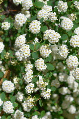 FRESHO gypsophila flower Seed(200 per packet)