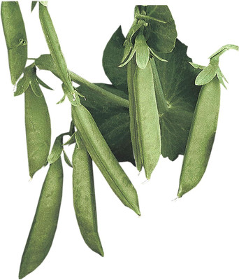 Qualtivate ICRA6-A Sugar Lace II Pea Seeds Seed(200 per packet)