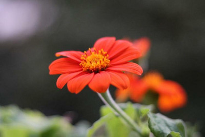 madrid Tithonia rotundifolia 'Torch' Seed(10 per packet)