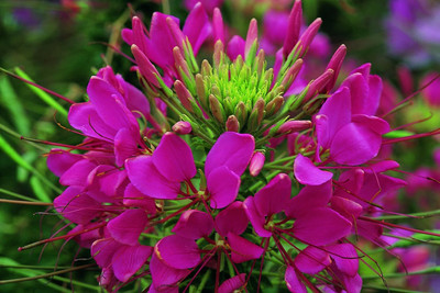 Aywal MIX CLEOME SPIDER Seed(40 per packet)