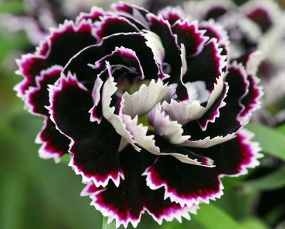 wequality Dianthus double mixed seed, Mixed seeds dianthus double, Best dianthus seeds Seed(30 per packet)