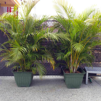 Seedsqlty Palm tree seeds Seed(20 per packet)