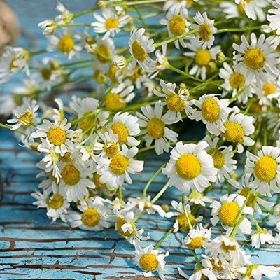 CYBEXIS ATS-84 - Roman Chamomile - (750 Seeds) Seed(750 per packet)