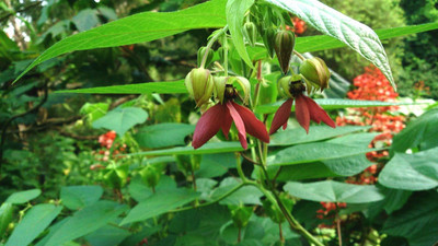 MOONQULTY Abroma augusta Seed Devil's Cotton, Ghost cotton Seed(48 per packet)