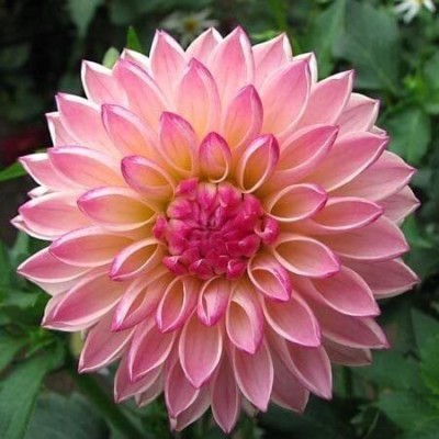 Qualtivate PUAS-499 Giant Dahlia Flower Seeds Seed(50 per packet)