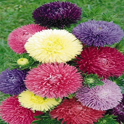 CYBEXIS Aster Formula Mixed Colors Flowering Seeds Seed(50 per packet)