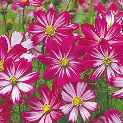 CYBEXIS LX-98 - Cosmos Red Mixed Flower - (90 Seeds) Seed(90 per packet)