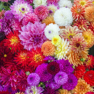 Jignishaseeds Garden Dahlia Flower Seeds Pack Of 25 Seeds Seed . Plus Box free Seed(20 per packet)