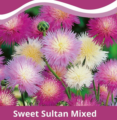 EVEMP Sweet Sultan Mixed Color Flower Seed(80 per packet)
