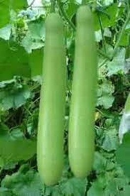 BJUBAS Bottle gourd seeds pack of 20 Seed(20 per packet)