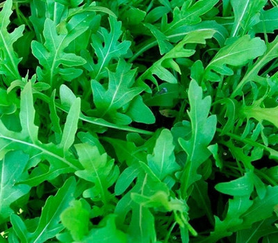 CEZIUS Arugula Organic Rocket Herb Seed(100 per packet)