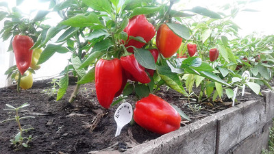 VibeX ® RXI-512 Red Capsicum Giant Pepper Seed(200 per packet)
