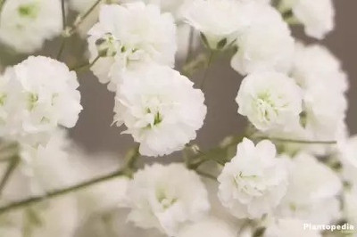 Aro Gypsophila Seed(73 per packet)