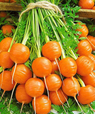 Qualtivate RES-8A Round Carrots for Small Spaces Seed(300 per packet)
