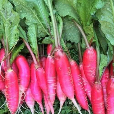 AMAJIT Long Radish/ Half Red Mooli for Home gardening(48) Seed(48 per packet)