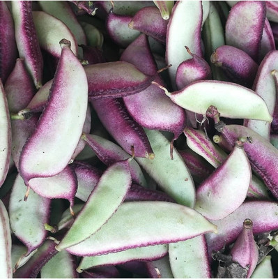 Cloud Farm SEM / INDIAN BEANS Seed(50 per packet)