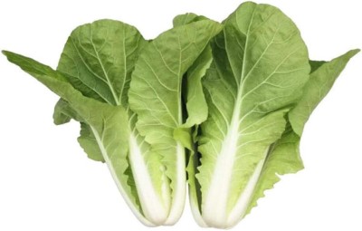 KNESSiN Cabbage Green Seed(200 per packet)