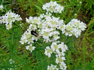 Qualtivate PUA-9A Mountain mint White Flower Seeds Seed(200 per packet)