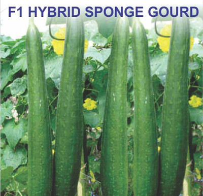 VibeX LX-98 - Sponge Gourd (Torai) - (300 Seeds) Seed(300 per packet)