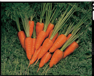 CYBEXIS Carrot - Short n' Sweet - Seeds2000 Seeds Seed(2000 per packet)