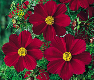 CYBEXIS Cosmos Red Desi -Flower Seeds for Home and Terrace Garden Seed(1 g)