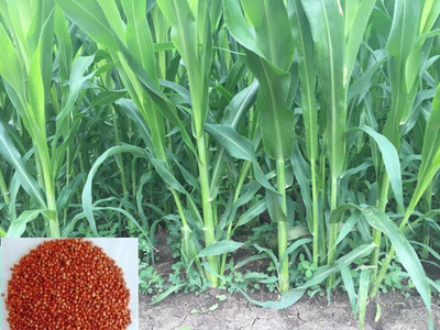 ARYAN EVERGREEN Sudhan grass seeds Seed(100 g)