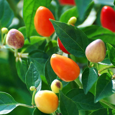 CYBEXIS Chili Seeds Prolific Easy to Grow High Germination2400 Seeds Seed(2400 per packet)