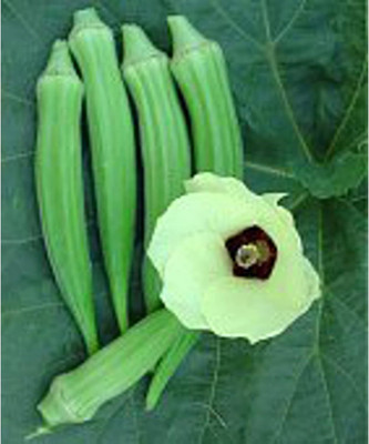 Qualtivate PUA-7A Dwarf Long Green Okra Seeds Seed(350 per packet)