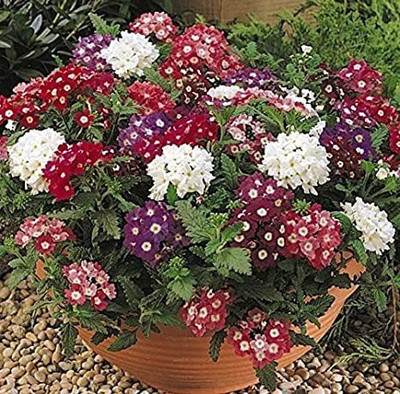 MAA Verbena Mix Seed(15 per packet)