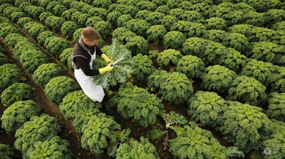 WILLVINE HAR -IV Giant Dinosaur Kale Bush Cabbage Curly Scotch [1g] Seed(300 per packet)