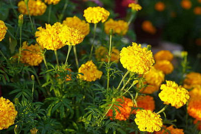 Kritharth Creation marigold,gende ka phool Seed(35 per packet)