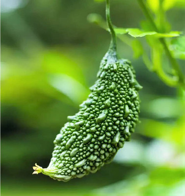 Aywal Bitter Gourd, Karela Seed(180 per packet)