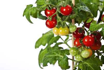 WILLVINE Tiny Tim Dwarf Heirloom Cherry Tomato [25g, 7500 Seeds] Seed(7500 per packet)