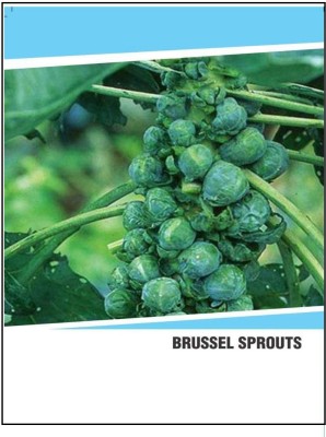 CYBEXIS Hybrid Brussel Sprouts Seeds(1000 Seeds) Seed(1000 per packet)