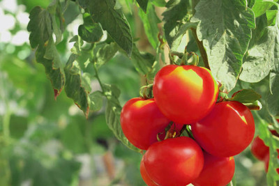ZIXA tomato Seed(130 per packet)